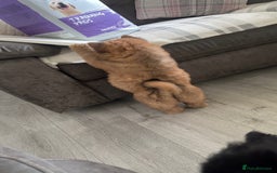 Chow Chow dogs for sale: 🤍  1 STUNNING GIRL LEFT 🐾 READY TO LEAVE 🐾 - Image 26