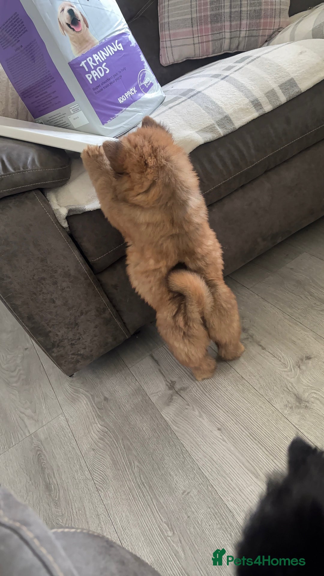 Chow Chow dogs for sale: 🤍  1 STUNNING GIRL LEFT 🐾 READY TO LEAVE 🐾 - Image 26