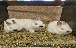Netherland Dwarf rabbits for sale: Male Himalayan Netherland Dwarfs  - Image 6