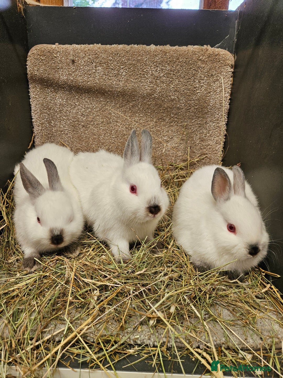 Netherland Dwarf rabbits for sale: Male Himalayan Netherland Dwarfs  - Image 6