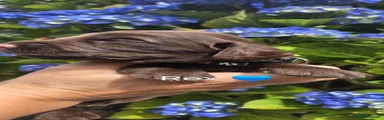 Sprocker 1