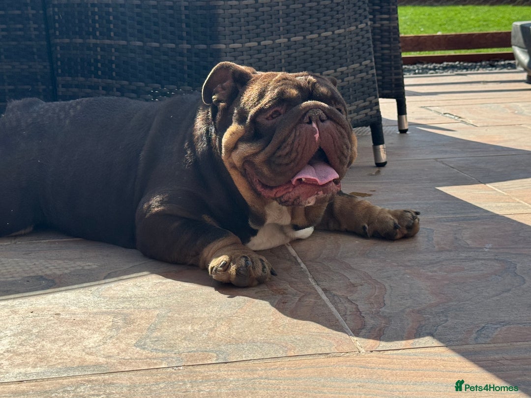 English Bulldog dogs for sale: English Bulldog - 2 years old  - Advert 6