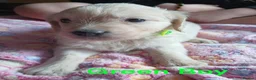 Golden Retriever dogs for sale: Beautiful Home Raised Golden Retriever Puppies - Advert 14
