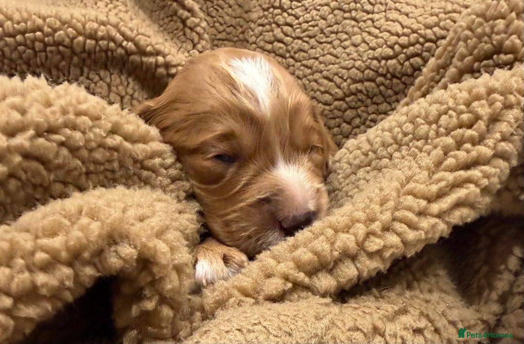 Cockapoo dogs for sale: Fox red F1 cockapoos  - Advert 10