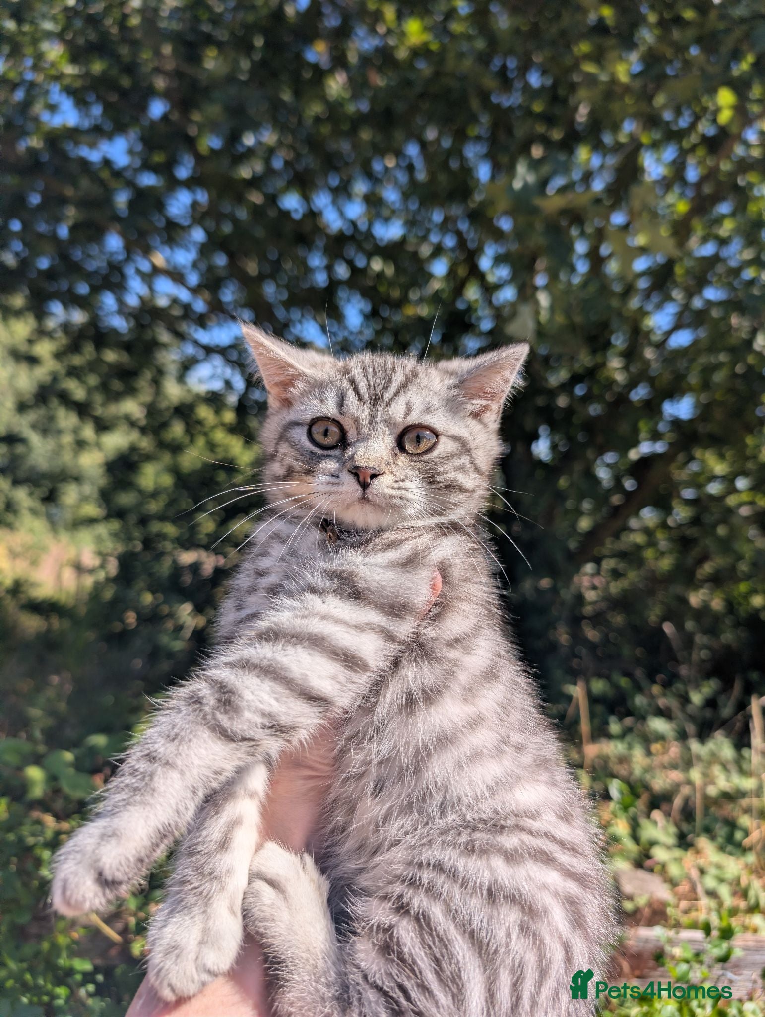 British Shorthair cats Full British shorthairs kittens READY NOW! - Advert 2