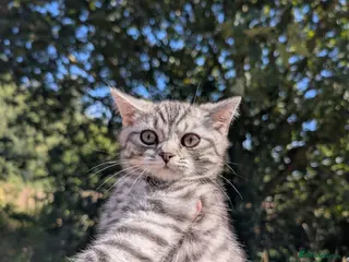 British Shorthair cats Full British shorthairs kittens READY NOW! - Advert 2
