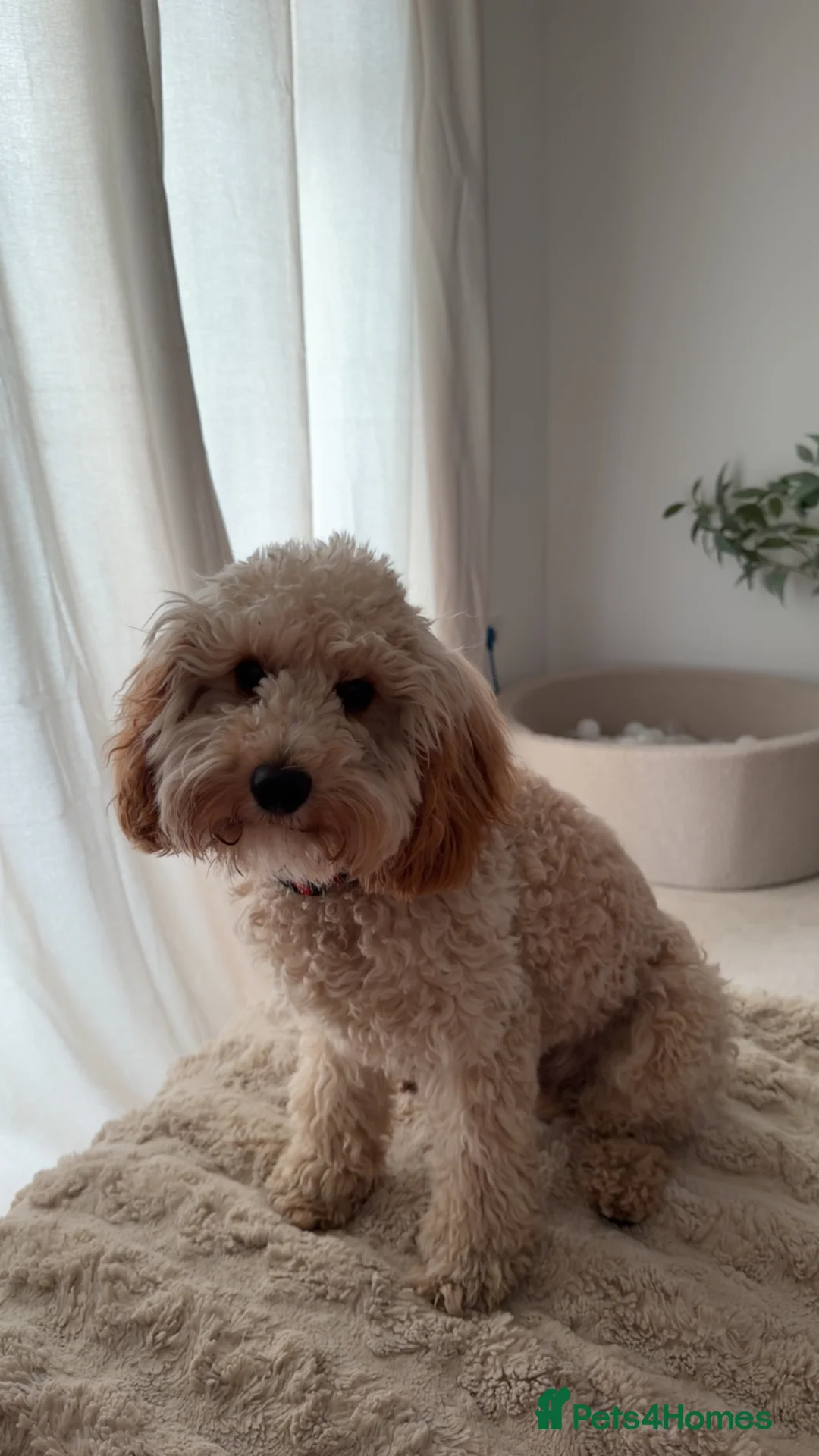 Cockapoo dogs for adoption: Miniature cockapoo - Advert 2