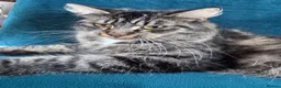 Mixed Breed cats for sale: Beautiful Kittens 😻 - Advert 8