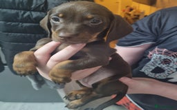 Miniature Dachshund dogs for sale: 6 beautiful miniature Dachshund 7 weeks old - Image 6