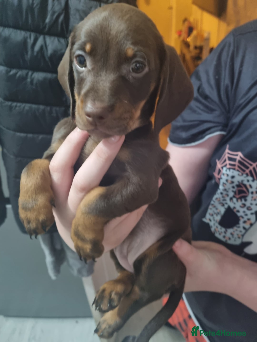 Miniature Dachshund dogs for sale: 6 beautiful miniature Dachshund 7 weeks old - Image 6