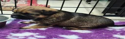 Border Terrier dogs for sale: Top show quality KC registered Border Terrier pup - Advert 4