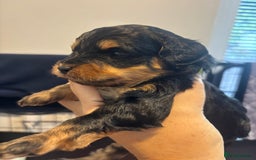 Cavapoo dogs for sale: Beautiful Black Phantom F1bb girl cavapoo - Image 2