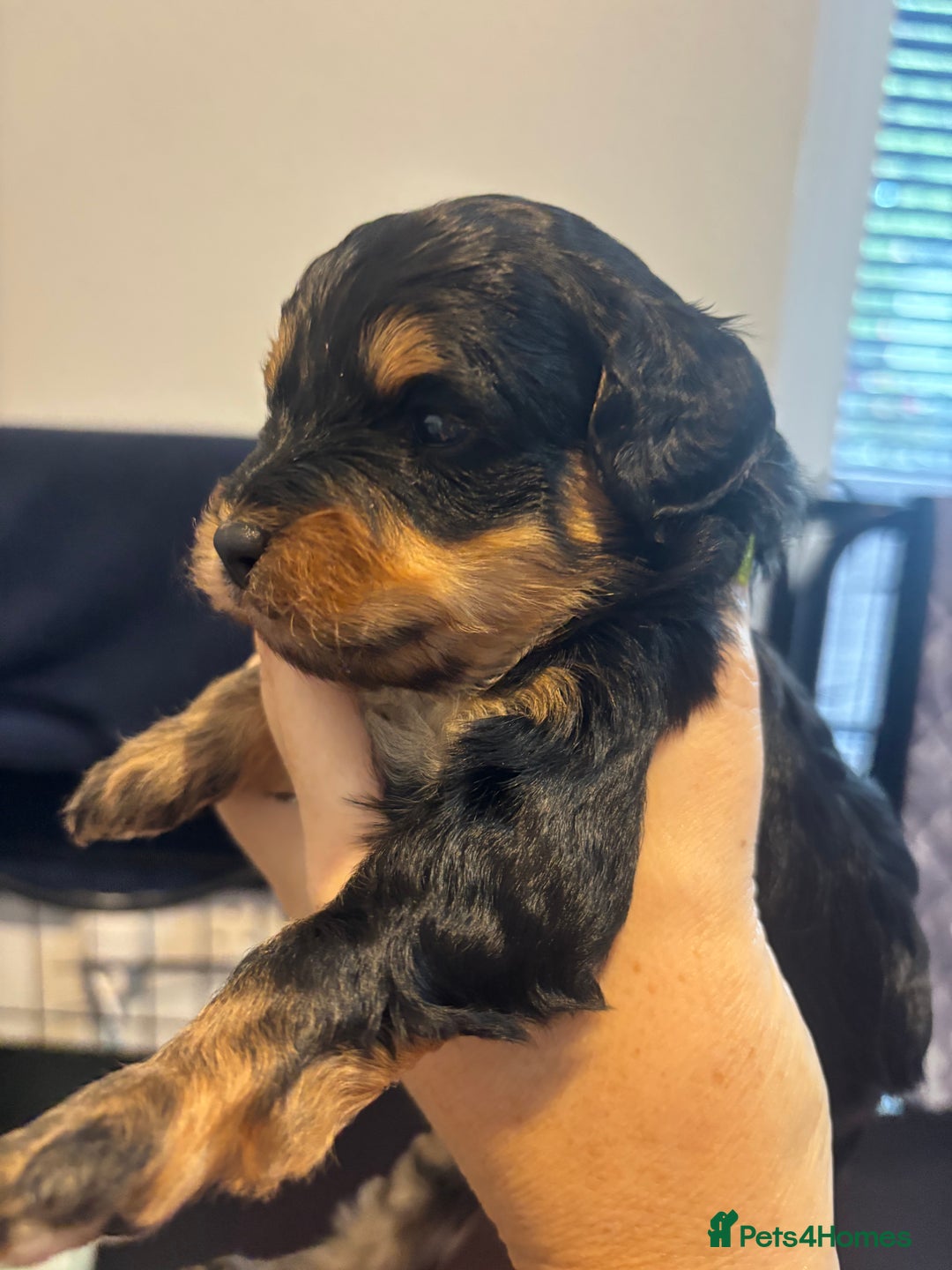 Cavapoo dogs for sale: Beautiful Black Phantom F1bb girl cavapoo - Image 2