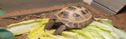 Tortoise reptiles for sale: Horsfield Tortoise - Advert 1