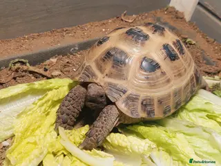 Tortoise reptiles Horsfield Tortoise - Advert 1