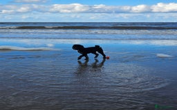 Miniature Poodle dogs for stud: KC Registered Miniature Poodle in Wrexham - Image 9