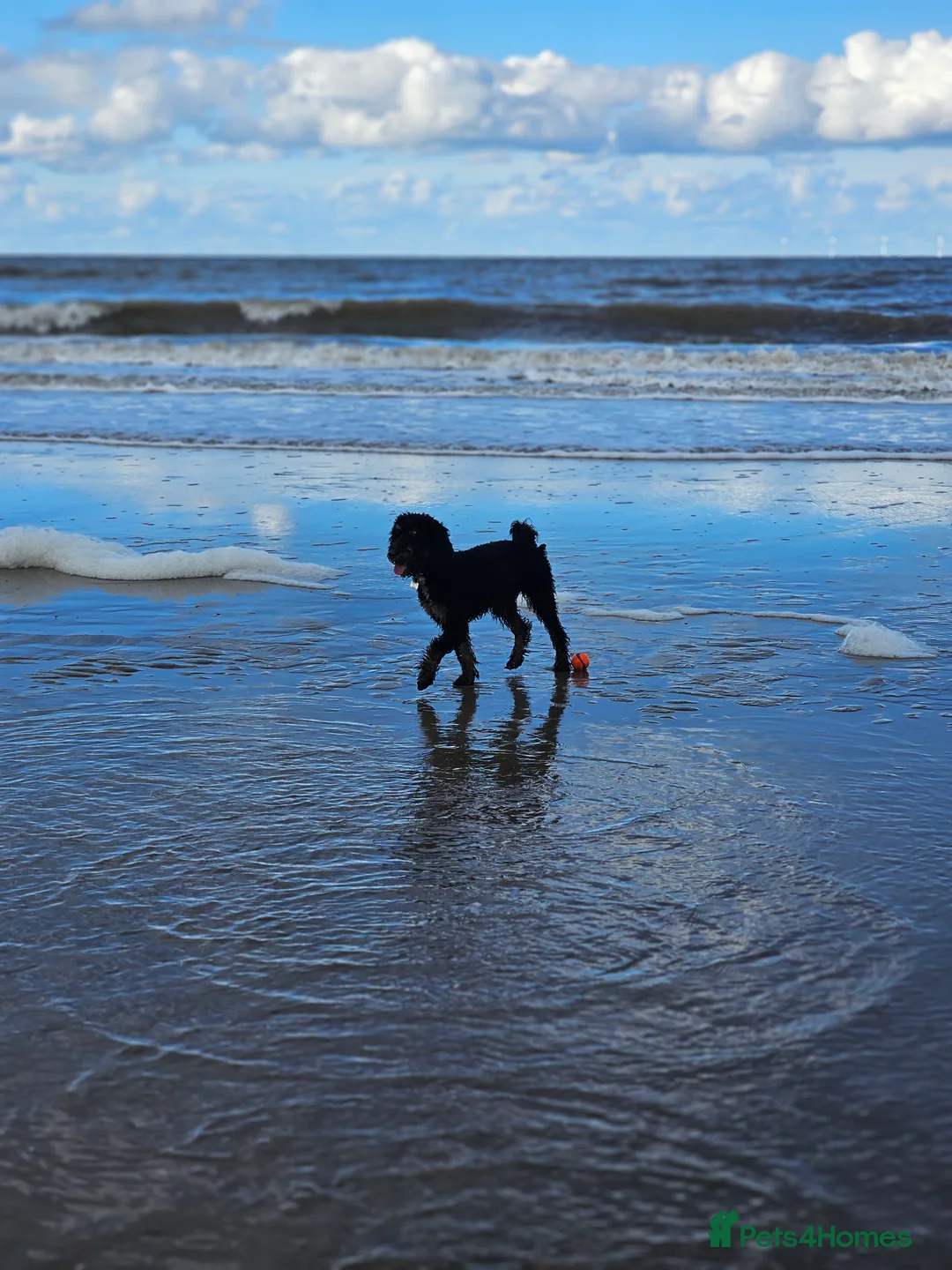 Miniature Poodle dogs for stud: KC Registered Miniature Poodle in Wrexham - Advert 9