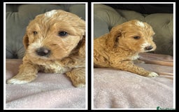 Goldendoodle dogs for sale: Stunning f1 Mini Goldendoodles Family Raised - Image 20