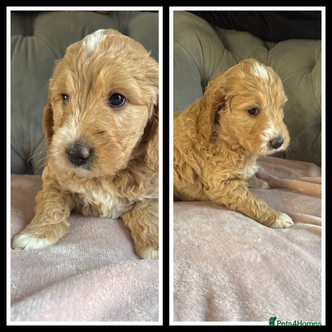 Goldendoodle dogs for sale: Stunning f1 Mini Goldendoodles Family Raised - Image 20