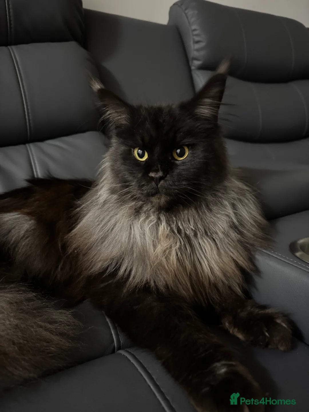 Maine Coon cats for sale: Full Mainecoon kittens - Advert 4