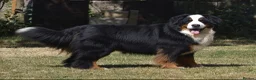 Bernese Mountain Dog dogs for sale: KC REGISTERED BERNEESE PUPPIES  - Advert 36