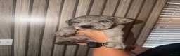 Cane Corso dogs for sale: Cane corso puppies  - Advert 8