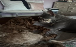 French Bulldog dogs for sale: FEMALE FRENCH BULLDOG…KC REG - Image 3