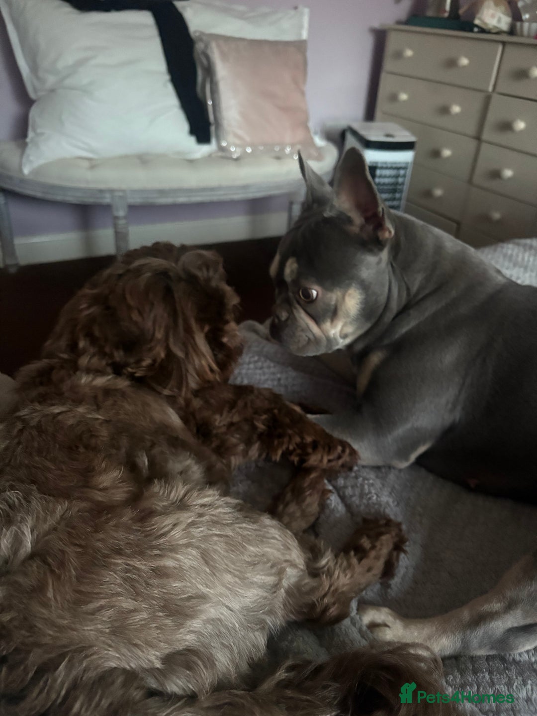 French Bulldog dogs for sale: FEMALE FRENCH BULLDOG…KC REG - Image 3