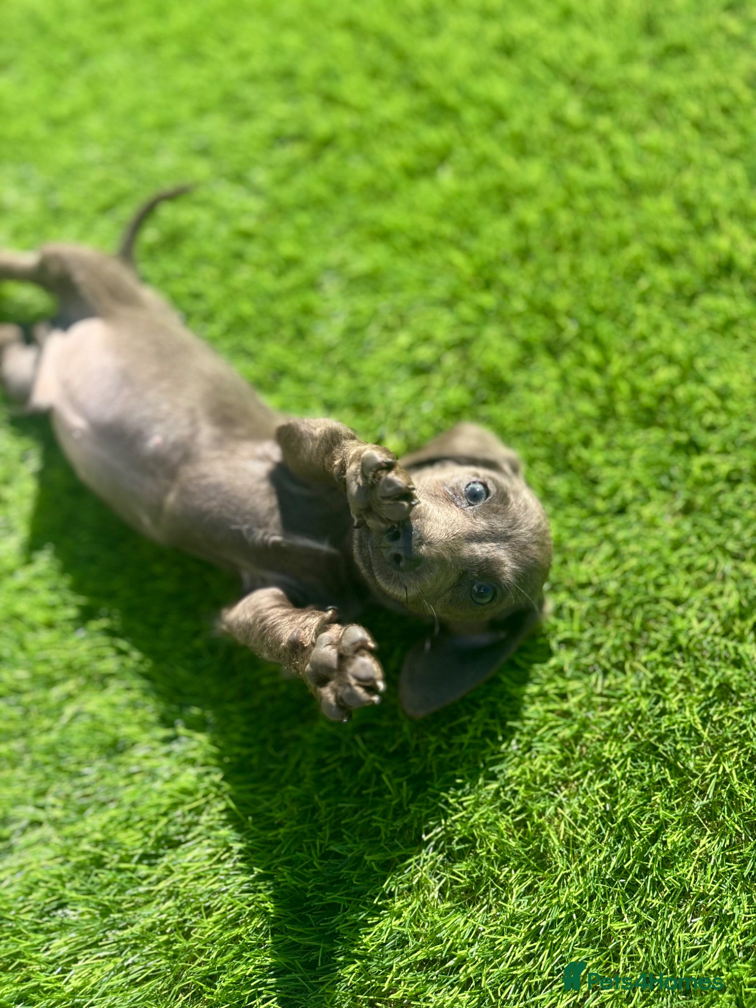 Miniature Dachshund dogs true tiny dachshunds! - Advert 8