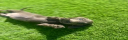 Miniature Dachshund dogs for sale: true tiny dachshunds! - Advert 22