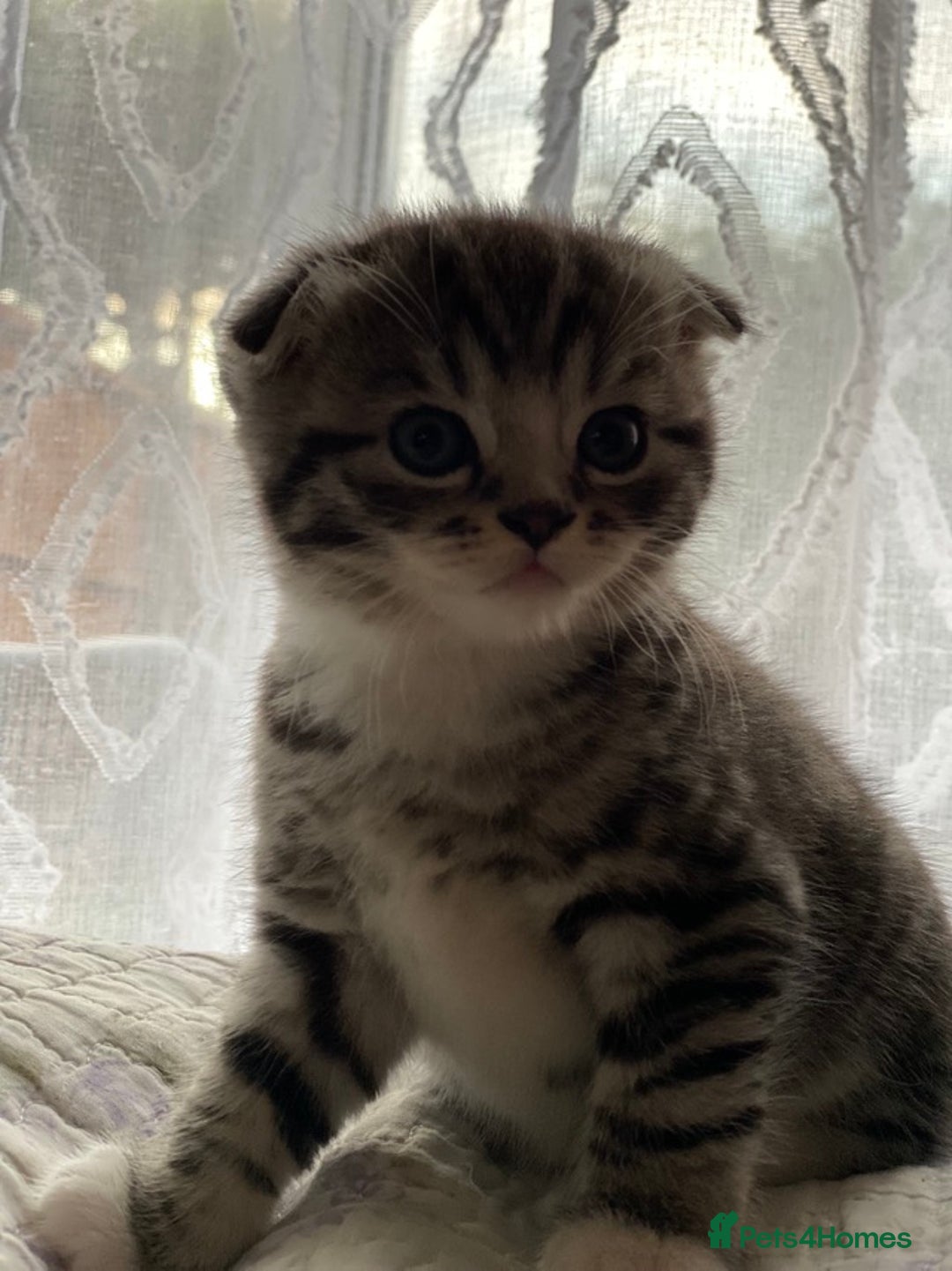 Scottish Fold cats for sale: Olga Bujor  - Image 3