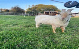 Goats livestock for sale: Golden Guernsey x Pygmy Billy Goat Stud  - Image 1