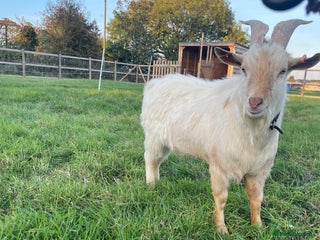 Goats livestock for sale - Advert 1