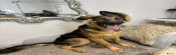 German Shepherd dogs for sale: Male german shepherd  in Nottingham - Advert 6