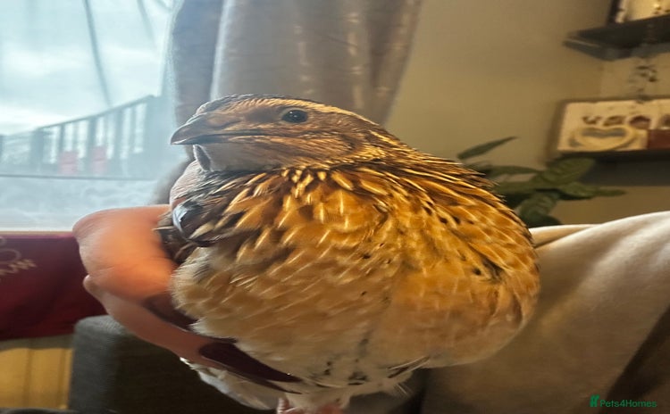 Mixed Breed birds 1 coturnix quail 1 male - Advert 4