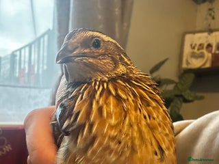 Mixed Breed birds 1 coturnix quail 1 male - Advert 13