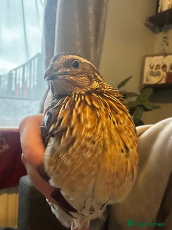 Mixed Breed birds 1 coturnix quail 1 male - Advert 13