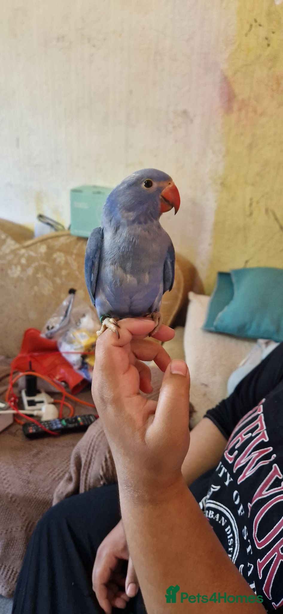 Parrots birds Indian ringnecks for sale READY TO GO - Advert 6
