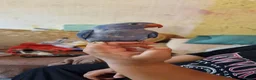 Parrots birds for sale: Indian ringnecks for sale READY TO GO - Advert 1
