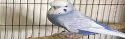 Budgerigars birds for sale: 8 budgies searching for their new homes  - Advert 7