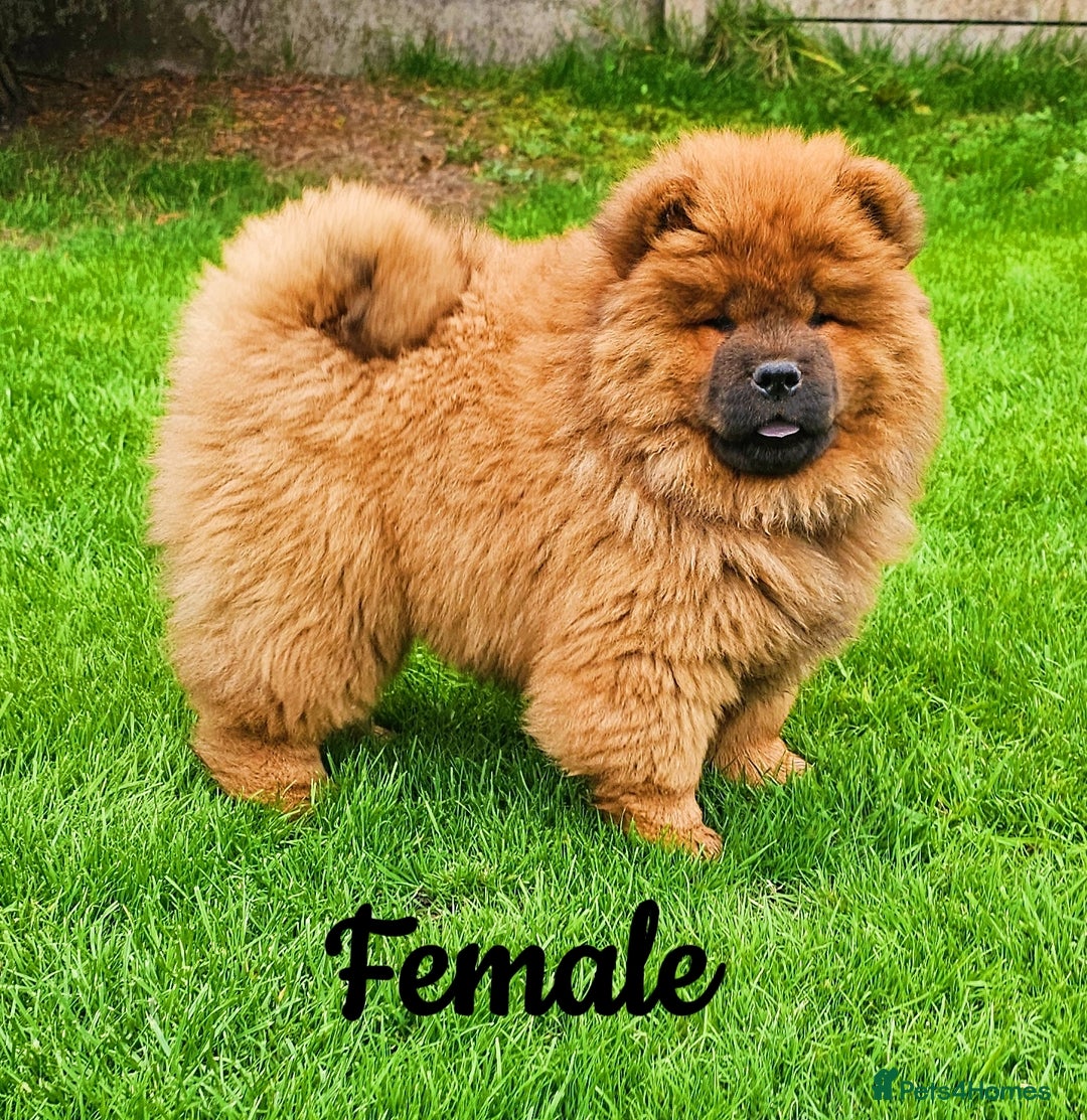 Chow Chow dogs for sale: Crufts champion pedigree  - Image 8