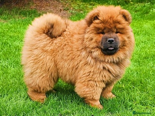 Chow Chow dogs - Advert 3
