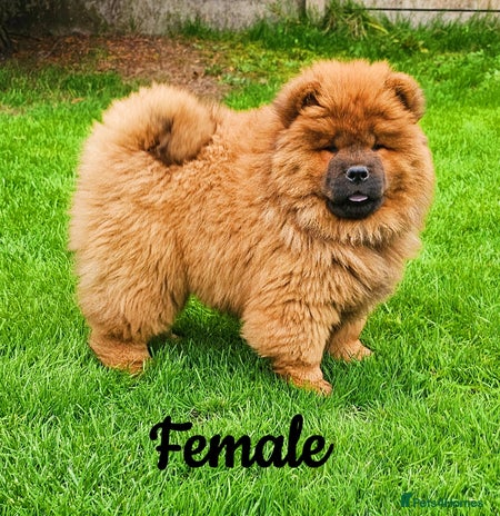 Chow Chow dogs - Advert 3