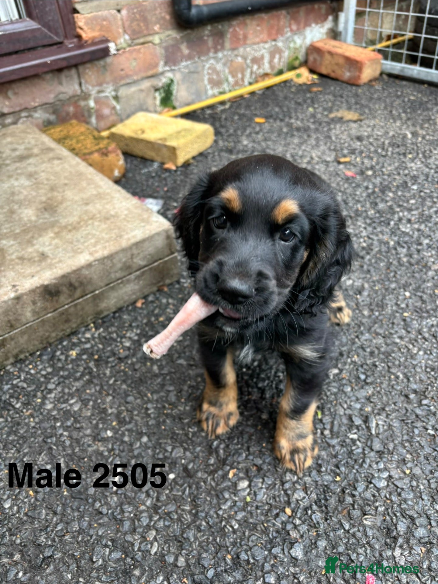 Cocker Spaniel dogs Kc working type cocker spaniels  - Advert 1