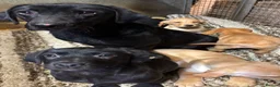 Labrador Retriever dogs for sale: Fox Red & Black Lab Retriever Puppies For Sale - Advert 2