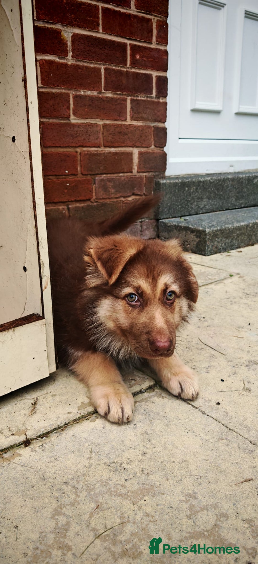 German Shepherd dogs for sale: German sheperd puppy - Image 6
