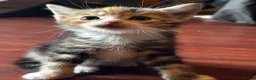 Mixed Breed cats for sale: 5 beauties  in Southampton - Advert 7