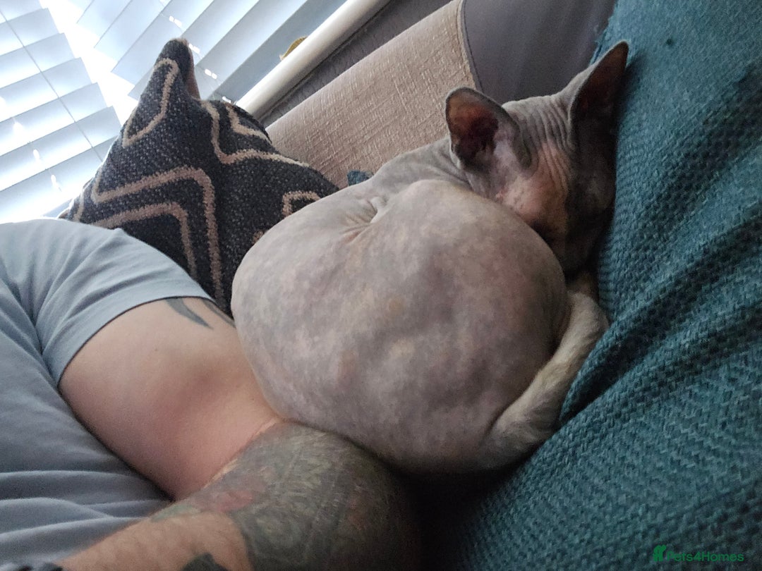 Sphynx cats for sale: Female sphynx - Advert 3