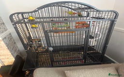 Lovebirds birds for sale: 2 Lovebirds  - Image 4