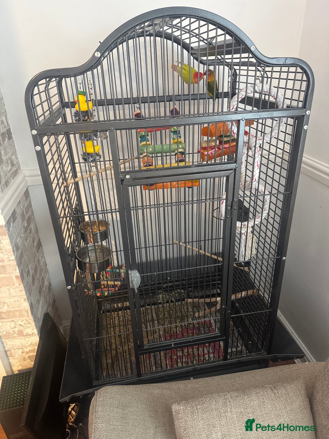 Lovebirds birds for sale: 2 Lovebirds  - Image 4